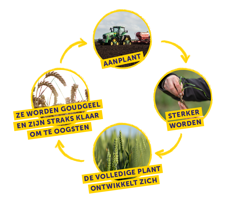 Weetabix Wheat Cycle Diagram